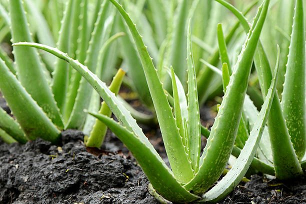 Aloe Vera — medicinal succulent